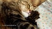 The best of 2016 Mom Cat Coco Hugs 7 Cute Kittens