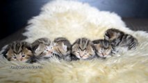The best of 2016 Whats my name! Suggest names for kittens that begin with the letter P