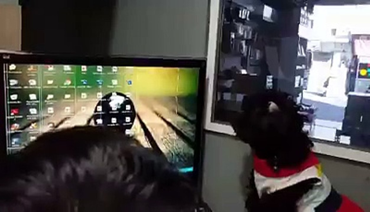 Anjing bermain dikira layar sentuh