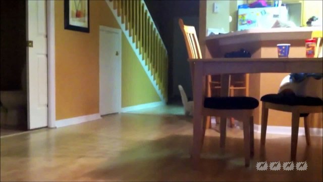 chats fous drôles ..... Funny Crazy Angry Cats