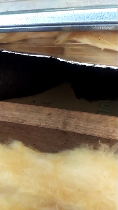 Possum Control in Melbourne by Protech Pest Control