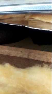 Possum Control in Melbourne by Protech Pest Control