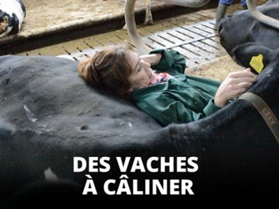 Pleure avec des vaches, c'est garanti anti-stress !