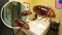 Couple sleeps on a mattress infested with a colony of bed bugs in Manhattan hotel