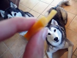 funy videos...... huskeys &cat