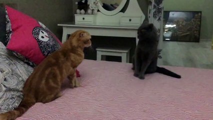 Cat fight (Slow Motion).
