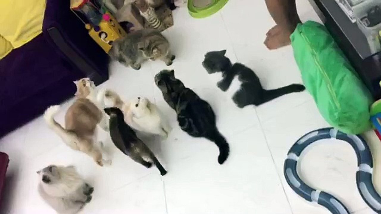 cat