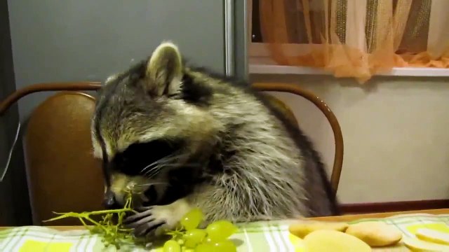 Енот лопает виноград Уровень милоты зашкаливает