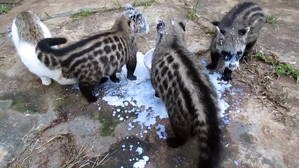 African Civet Cats' Feeding Frenzy