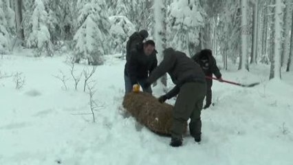 Bolu'da Yabani Hayvanlar İçin Doğaya Yem Bırakıldı