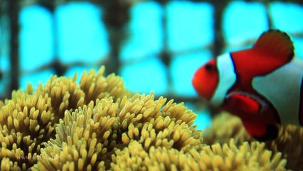 The underwater observatory tower 沖繩海中展望塔