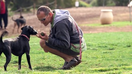 CleverPet, la consola para perros