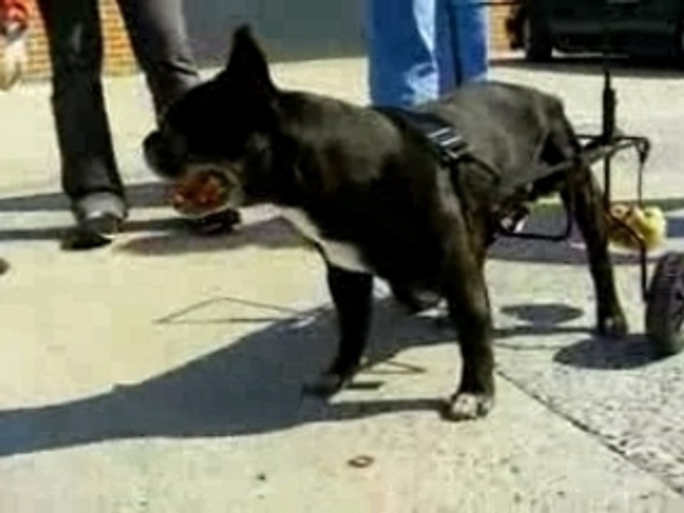 bouledogue français avec une voiturette