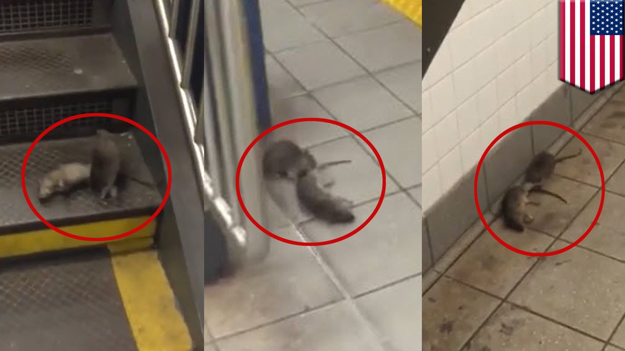 Rat drags dead pal through New York subway, probably to make a meal out of it