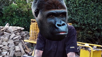 Gorilla sledge hammers