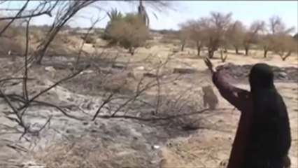 الحوثيون يتلفون المزارع بمحافظة مأرب