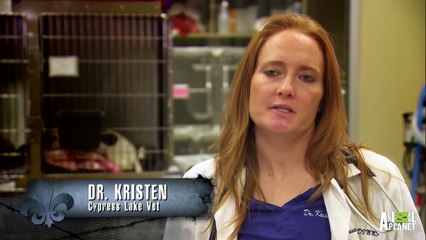 Only a Precious Puppy Could Make Wearing Casts Look So Cute