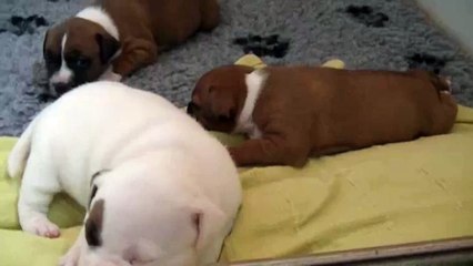 20ème vidéo Le chiot n°1 Femelle de la 23ème portée de STAFFORDLAND