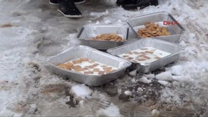 Siverek'te Karda Aç Kalan Sokak Hayvanlarına Yiyecek