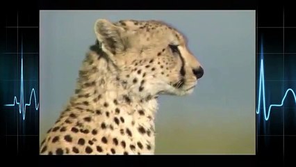 Leopard attacks Animals real life ☆ Animals Attack