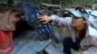 Giant Rodent Befriends Sanctuary Volunteer