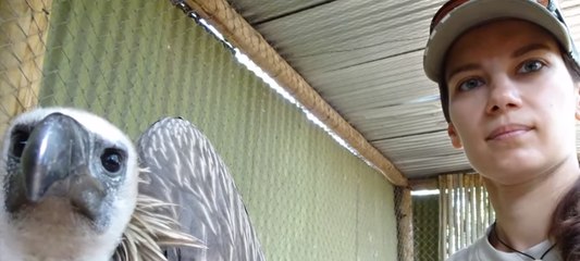 Nursing a Wild Vulture to Health With Cuddles