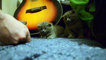 Il endort trois chatons avec une corde de guitare