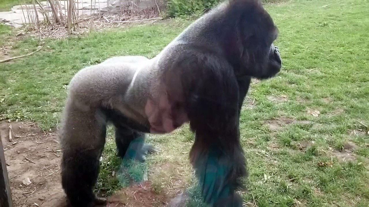 Un gorille s'énerve contre des visiteurs !
