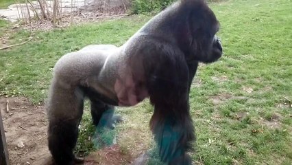Un gorille s'énerve contre des visiteurs !