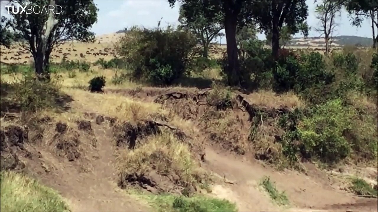 Un chasseur chassé - Quand le lion devient la proie