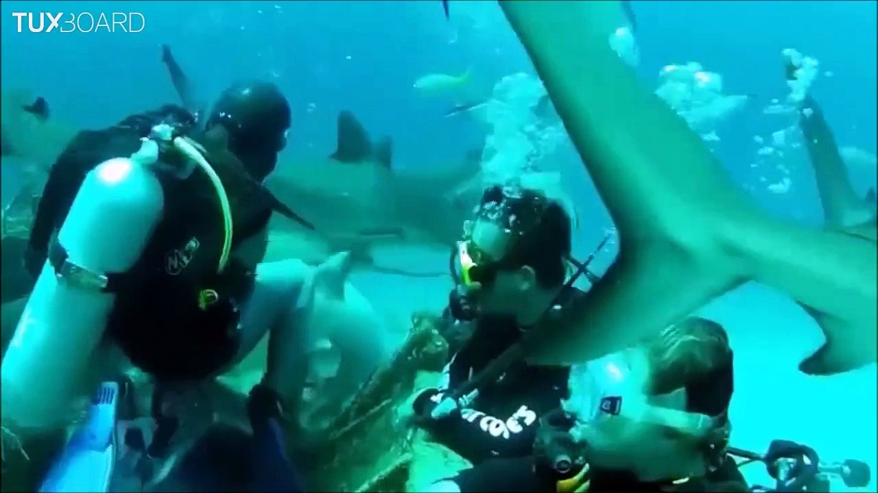 Man VS Wild - Crazy animal attack compilation