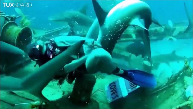 L'homme face à la nature - Compilation d'attaques d'animaux