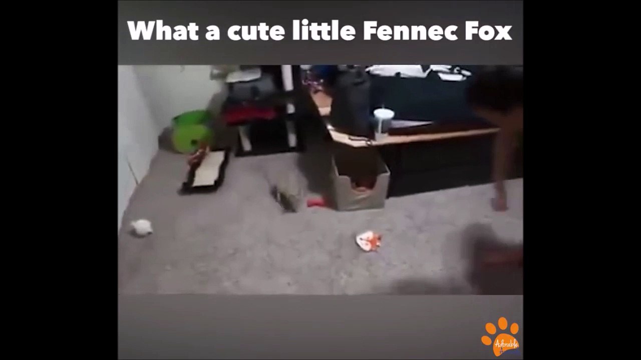 Un bébé fennec trop mignon