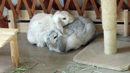 気持ち良さそうなママウサギ