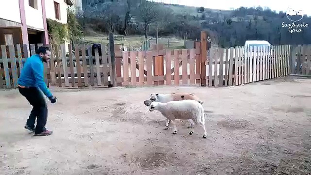 une chèvre aussi fun qu'un chien