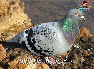 kabooter sy drne wala india