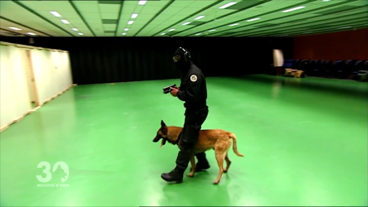 30 Millions d’amis: 40 ans de séquences cultes