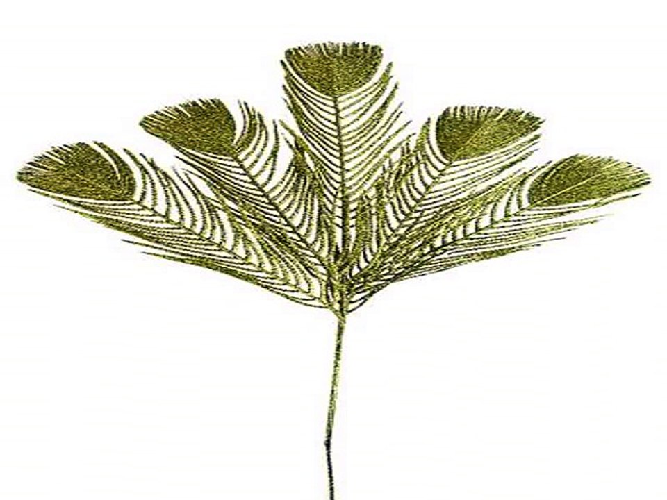 Отличный подарок на все случаи жизни - Украшение для интерьера Прекрасные перья в г. Ульяновск