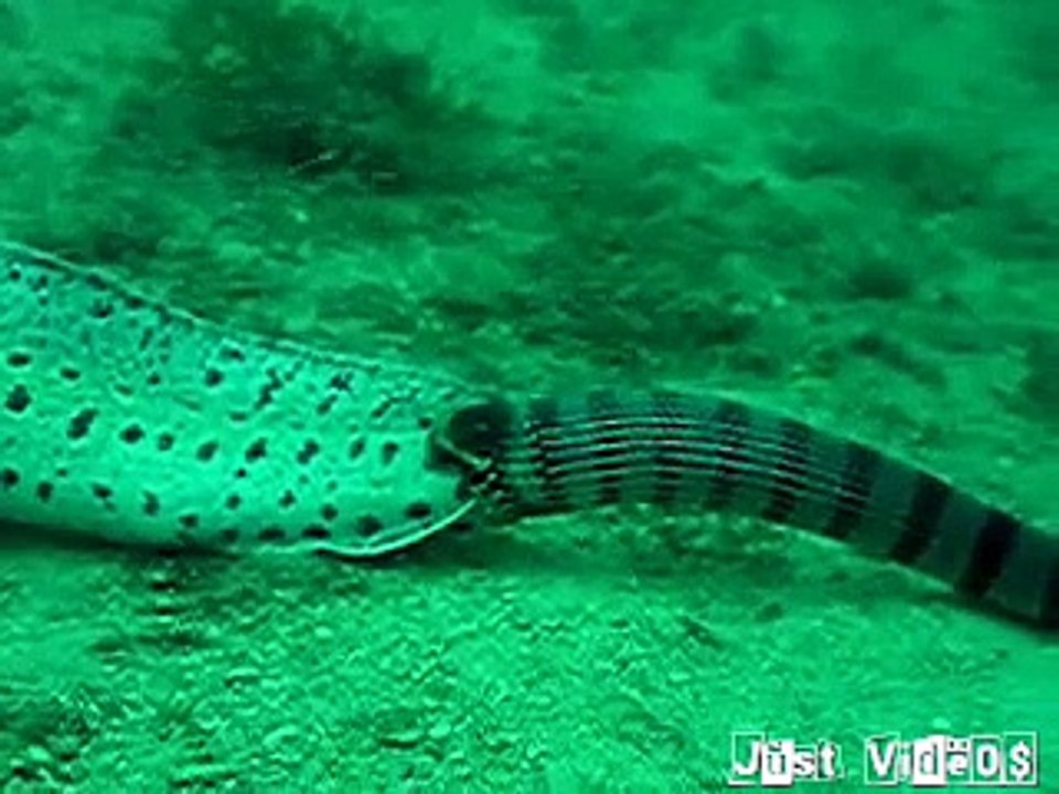 Best catch of the year 2015! The Eel Vs Water Snake, Who wins?