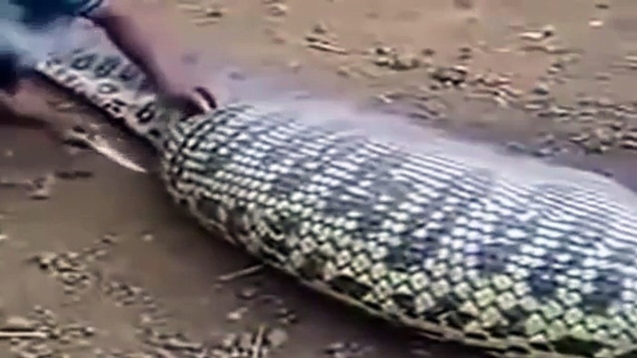 Giant Anaconda Us Pig (2016)