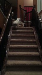 Un chien intelligent s'envoi la balle lui même