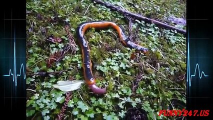 Monter Leech swallows Giant Worm ☆ Animals Attack