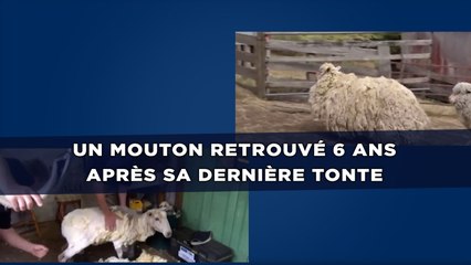 Un mouton retrouvé 6 ans après avec 20 kilos de laine