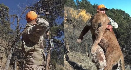Un chasseur abat un puma avec un arc dans le Wyoming