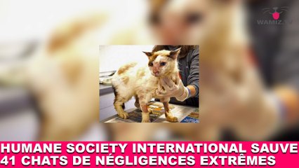 "Humane Society International" sauve 41 chats de situations de négligences extrêmes ! Maintenant dans la minute chat #90
