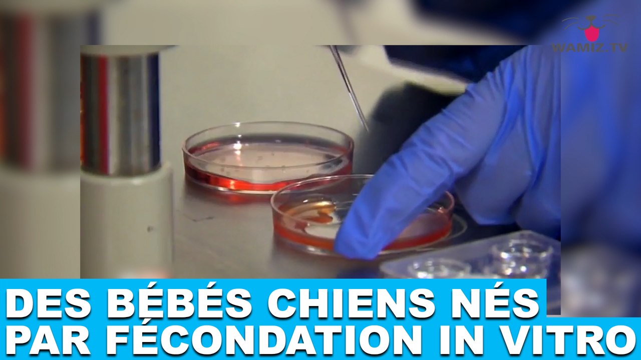 Des bébés chiens nés par fécondation in vitro ! À découvrir dans la minute chien #90
