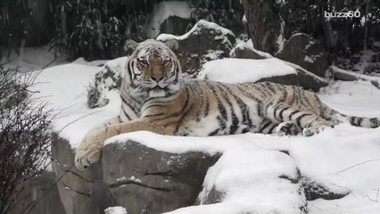 Oregon Zoo animals have a snow day