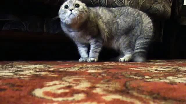 довели кота что он заговорил)) смех до слез