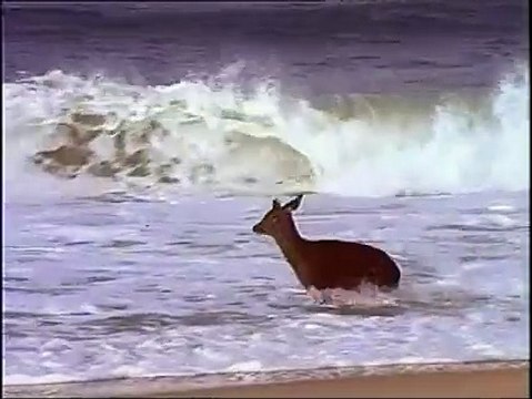 Cette biche voit l'océan pour la première fois, sa réaction est trop amusante