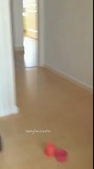 Catatua mostra quem manda lá em casa :)